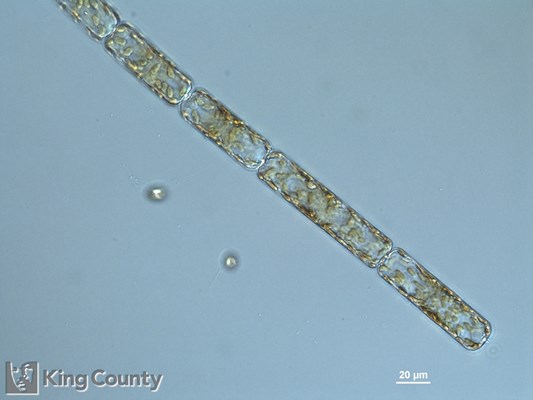 Photo of Dactyliosolen fragilissimus